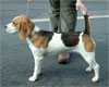 Click here for more detailed Beagle breed information and available puppies, studs dogs, clubs and forums